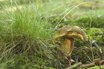 Paddenstoelen en kortsmos