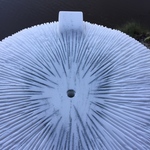 De cirkel is het symbool van oneindigheid, van perfectie. Het is het natuurlijke symbool van zon en maan. Het is een gevoel van heelheid. Het oersymbool van de schepping en de uitdrukking van de scheppingskracht. Een cirkel staat onder andere voor eenheid en vrouwelijke kracht.