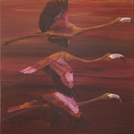 Wie wordt er niet blij als je een groep flamingo’s bij elkaar ziet staan ? Op Curaçao heb ik het geluk om ze regelmatig in de zoutpannen te zien staan. In die dierentuinen vond ik ze ook al prachtig maar om nu bij ze om de hoek te wonen is echt geweldig.