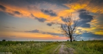 Oostvaarders plassen in HDR tijdens het gouden uurtje