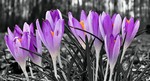 Hier staan de laatst geplaatste foto's. Na een poosje worden deze verhuisd naar de daarvoor bestemde galerij.