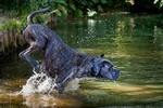 Cane Corso *