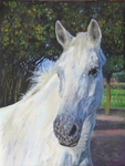 Portretten van paarden