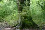 Uit de serie ´Hertoverd landschap´