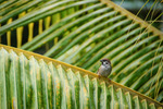 Hieronder vind u foto's in relatie tot natuur opnames. Zoals: dieren, planten, bloemen etc.