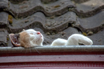 Foto's van dieren, groot en klein.