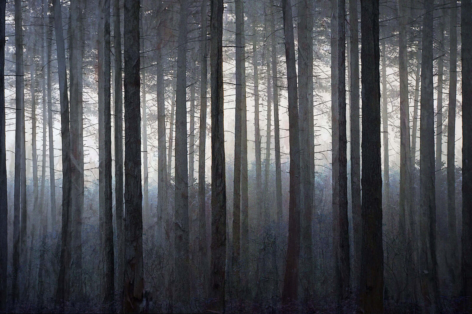 Blue foggy forest