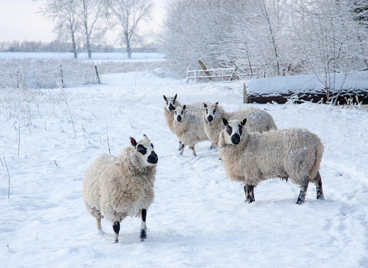 schapen