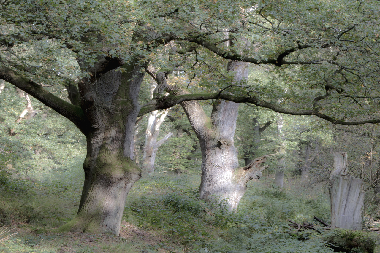 wodanseiken