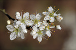 Flora of plantenleven, is de wereld van planten en bloemen in onze natuur. die ik op mijn eigen manier probeer vast te leggen.