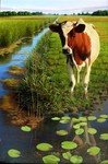 Hier staan een aantal schilderijen,sommigen recent, anderen ouder maar ze geven een beeld van het repertoire. In het naaste verleden speelde vaak een koe een rol in het schilderij. Echter in mijn meest recente werk zijn de landschappen leeg.