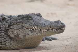 Dieren in de dierentuin