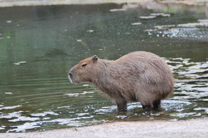 dieren in de zoo