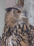Vogelsoorten die ik thuis en in de natuur fotografeer.