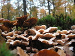 Onbewerkte natuurfoto's gemaakt in de herfst met zijn scala aan kleuren.