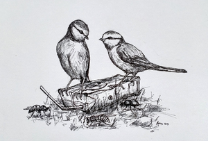 (Oost-Indische)-Pentekeningen Vogels