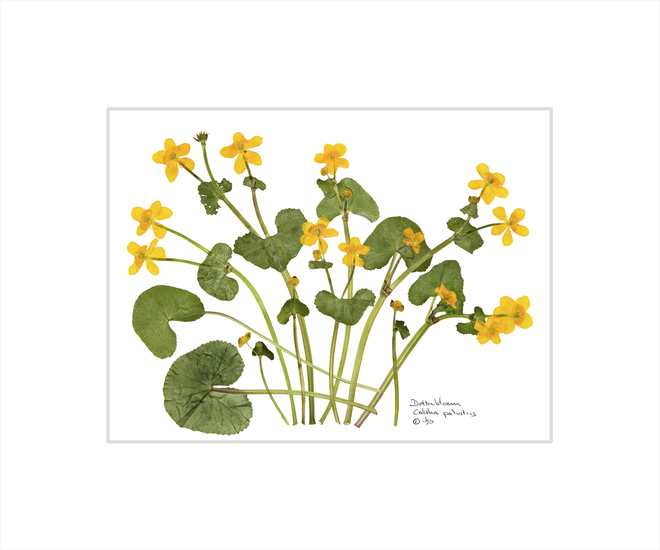 Dotterbloem