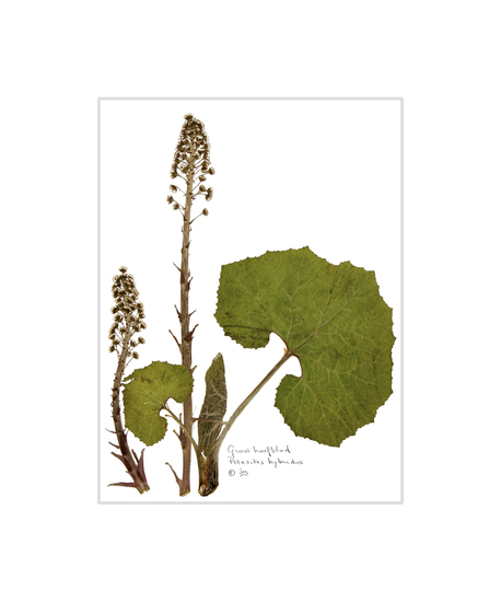 Groot hoefblad