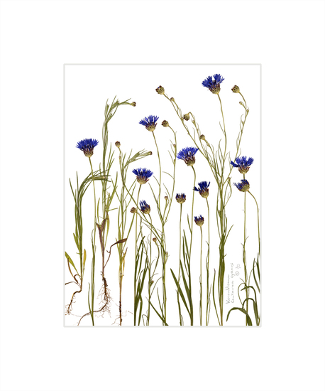 Korenbloem