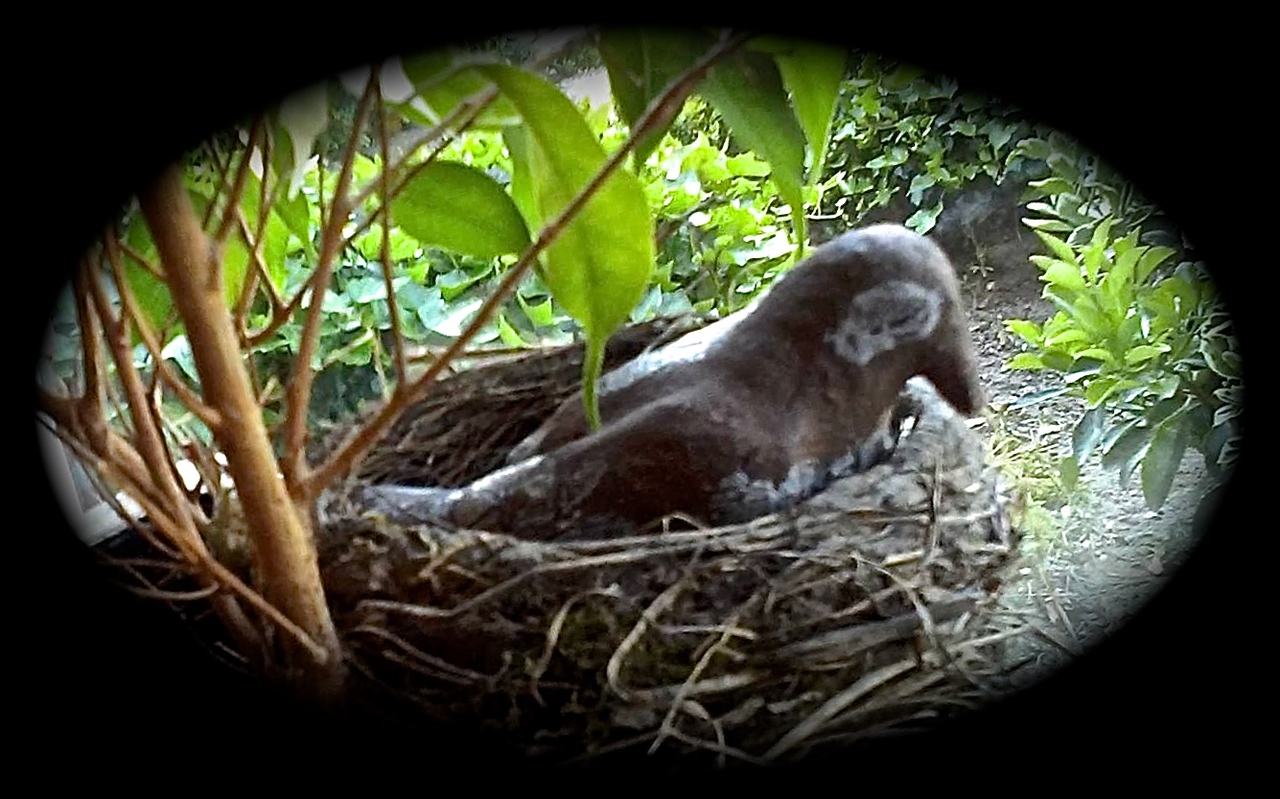 Aardevogel met video en lied