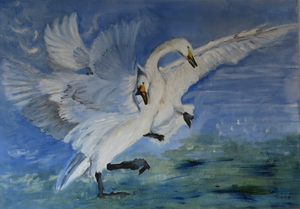 Baltsvlucht zwanen
