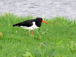 Foto's van vogels.