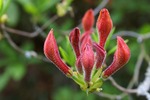 Foto's van bloemen en bladeren in macro en close-up.