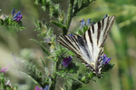 Foto's van vlinders, libellen en andere insecten.