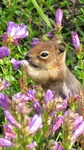 Foto's van eekhoorns en andere knaagdieren .