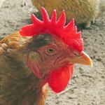 KLIK OP DE AFBEELDING voor vergrote weergave