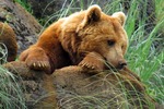Foto's van beren in het wild in Amerika en Canada, alsmede in natuurparken en dierentuinen.