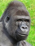 Foto's van diverse soorten apen en halfapen.