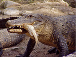 Foto's van reptielen en amfibieën.