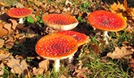 Foto's van paddenstoelen.