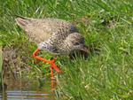 FOTO'S VAN TURELUURS