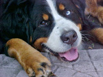 Foto's van honden.