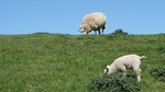 Foto's van runderen en schapen.