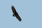 De komende tijd worden hier de foto's geplaatst van vogels en andere dieren, die ik heb gefotografeerd in 2016 en 2017 op mijn reizen naar Extremadura in Spanje.