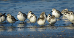 Foto's van steltlopers. strandlopers, steenlopers enz