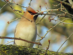 Foto's van pestvogels