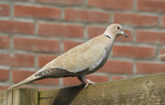 Foto's van duiven.