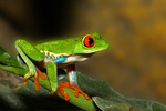 wilde dieren van over de hele wereld