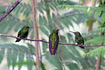 vogels van over de hele wereld