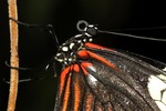 insecten en vlinders van over de hele wereld