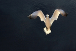Helgoland 2013