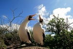 Galapagos eilanden 2010