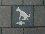 Honderden honden; rashonden, kruisingen, grote, kleine, jonge en oude honden.