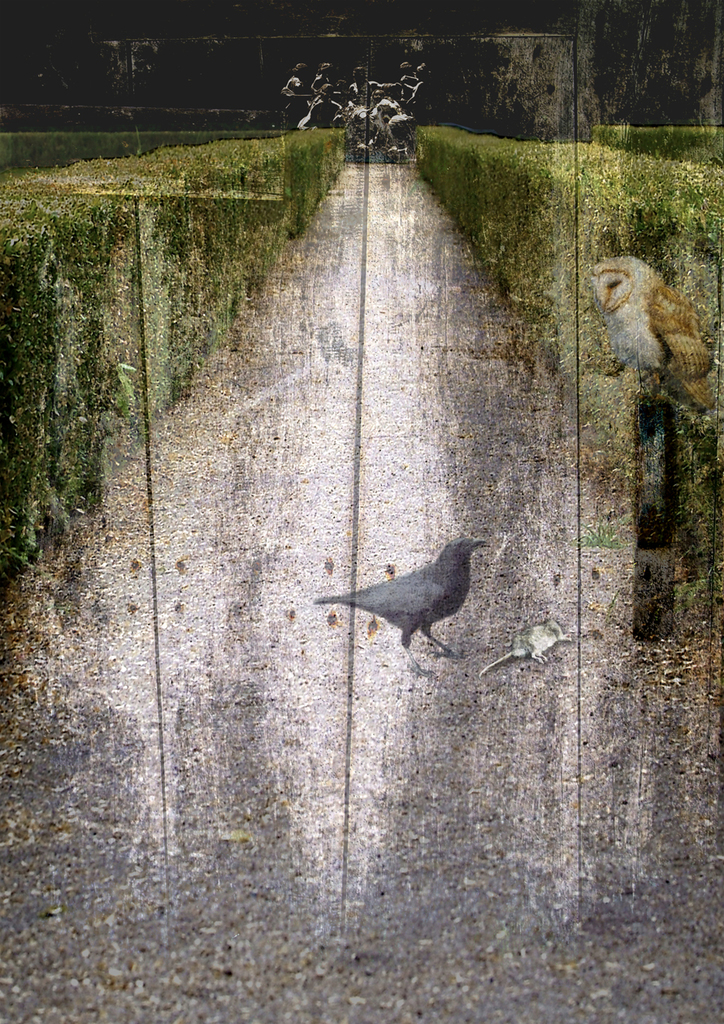 Crow and owl