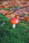 Allerlei kleuren paddestoelen, groot en klein, het blijft fascineren!