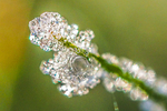 In wintertijd zie je de mooiste diamantjes in de tuin / in wintertime you will see the most beautiful diamonds in the garden